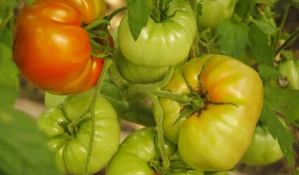 Выращивание рассады овощей в Сибири