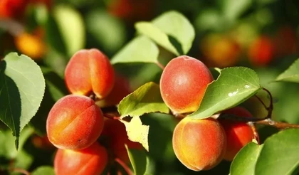 Семинар по абрикосу