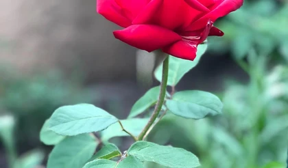 Июньские заботы цветоводов