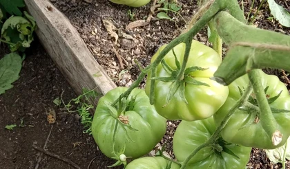 Минусинские шары: эксперимент продолжается