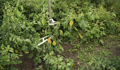 Солнечная заморская ягода с российскими корнями