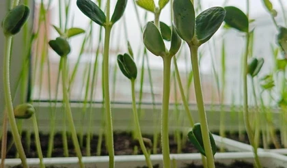 Выращиваем овощи правильно