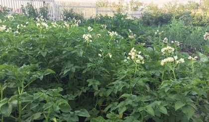 Июль на грядках