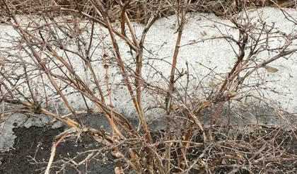 Подготовка сада к весенне-летнему сезону