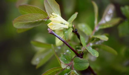 Как и в какие сроки сажать жимолость