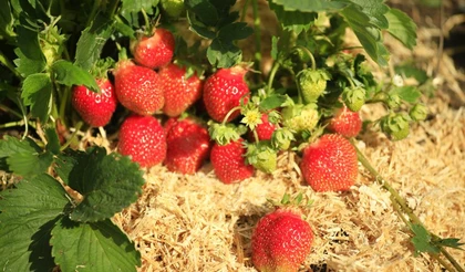 Как подготовить землянику садовую к успешной зимовке
