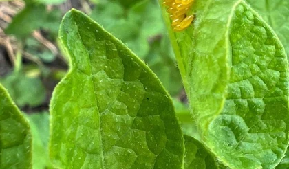 Колорадский жук: как бороться