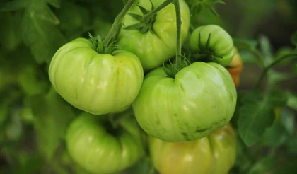 Сроки высадки рассады овощных культур