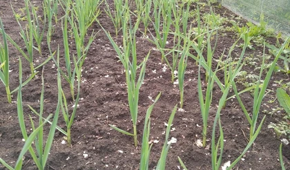 Выбираем яровой чеснок для посадки