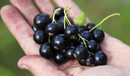 Вредители смородины