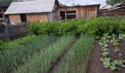 Основные вредители  лука и меры борьбы с ними