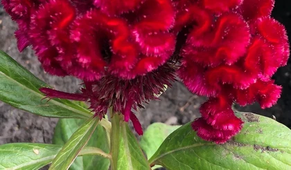 Целозия: выращивание рассады