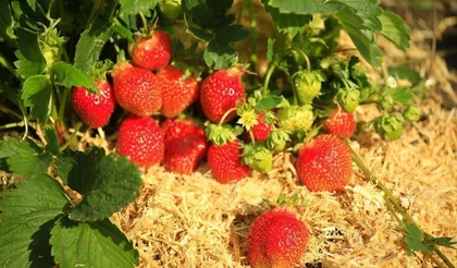 Фестиваль «субботинская земляника – 2023» приглашает садоводов