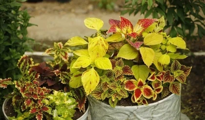 «Цветочная симфония» готовится к цветочному сезону