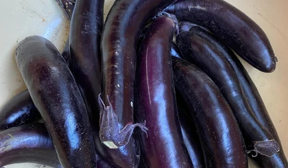 Как вырастить Баклажаны?