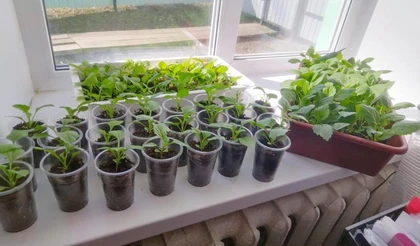 Подкормка рассады