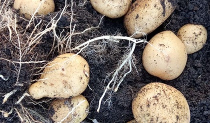 Как хранить картофель правильно