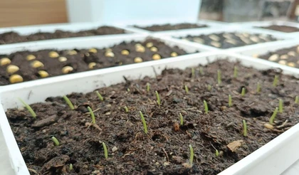 Купить грунт или приготовить субстрат?