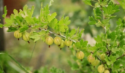Июльский календарь садовода