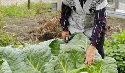 Школа овощеводов: «разбирали» капусту