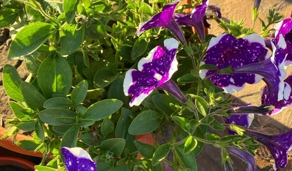 Петунья: выращиваем рассаду