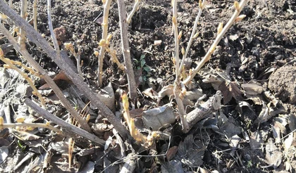 Выход из зимовки плодово-ягодных кустарников на дачных участках