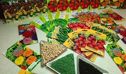 Операция «Семена» началась