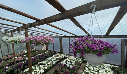 Рекомендации по выращиванию рассады овощных и цветочных культур