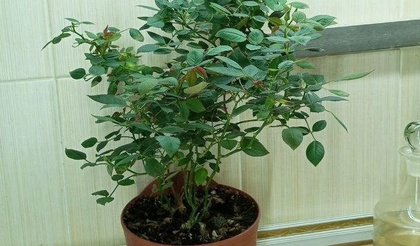 Почему желтеют листья у комнатной розы и что с этим делать?