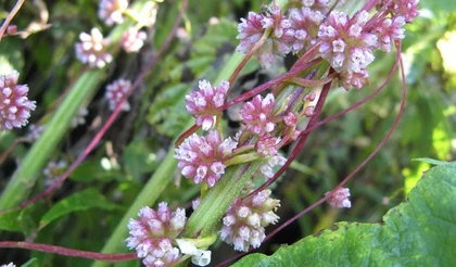 Карантинные сорные растения на территории Красноярского края и сопредельных регионов.