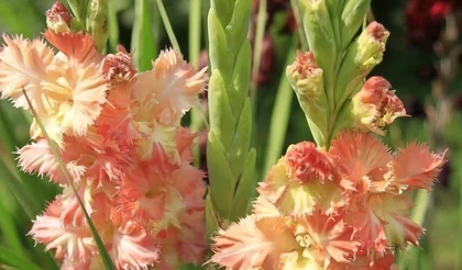 Весну открыли… гладиолусами