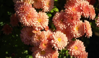 Букет из хризантем – природы щедрый дар